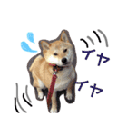 柴もも（個別スタンプ：9）