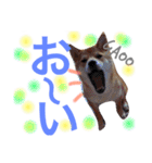 柴もも（個別スタンプ：16）