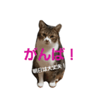 にゃーーーー！2（個別スタンプ：2）