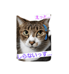 にゃーーーー！2（個別スタンプ：5）