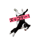 にゃーーーー！2（個別スタンプ：7）