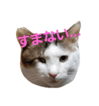 にゃーーーー！2（個別スタンプ：8）