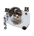 にゃーーーー！2（個別スタンプ：9）