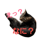 にゃーーーー！2（個別スタンプ：10）