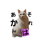 にゃーーーー！2（個別スタンプ：11）