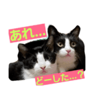 にゃーーーー！2（個別スタンプ：12）