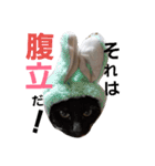 にゃーーーー！2（個別スタンプ：14）