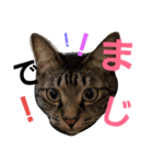 にゃーーーー！2（個別スタンプ：15）