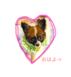 パピヨンの一日（個別スタンプ：1）
