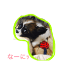 パピヨンの一日（個別スタンプ：3）