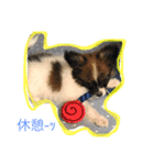 パピヨンの一日（個別スタンプ：5）