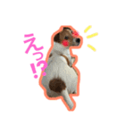 ジャックラッセルテリア.たけお（個別スタンプ：2）