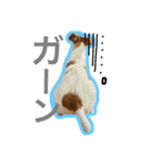 ジャックラッセルテリア.たけお（個別スタンプ：3）