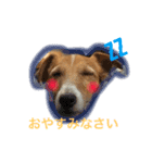 ジャックラッセルテリア.たけお（個別スタンプ：6）