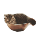 猫のはなこさん（個別スタンプ：1）