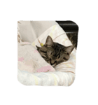 猫のはなこさん（個別スタンプ：3）