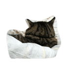 猫のはなこさん（個別スタンプ：4）