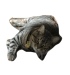 猫のはなこさん（個別スタンプ：7）