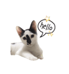 Oreo the Cat（個別スタンプ：1）