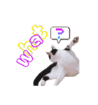 Oreo the Cat（個別スタンプ：2）