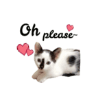 Oreo the Cat（個別スタンプ：4）