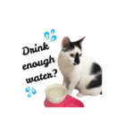 Oreo the Cat（個別スタンプ：5）