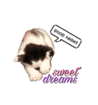 Oreo the Cat（個別スタンプ：7）