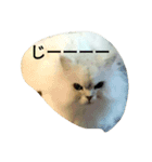 ねこ と（個別スタンプ：2）