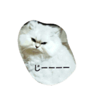 ねこ と（個別スタンプ：3）
