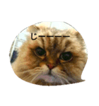 ねこ と（個別スタンプ：4）
