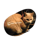 ねこ と（個別スタンプ：8）