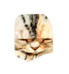 ねこ と（個別スタンプ：11）