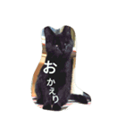ねこ と（個別スタンプ：13）