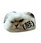 ねこ と（個別スタンプ：14）