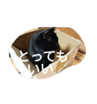 好きなものだけ（個別スタンプ：13）