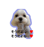 happy maltese family（個別スタンプ：1）