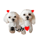 happy maltese family（個別スタンプ：2）