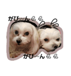 happy maltese family（個別スタンプ：3）