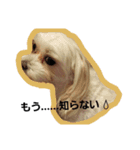 happy maltese family（個別スタンプ：4）