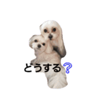 happy maltese family（個別スタンプ：6）