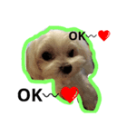 happy maltese family（個別スタンプ：7）