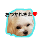 happy maltese family（個別スタンプ：8）