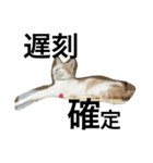 cat cat cat cute 6cats（個別スタンプ：1）