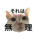 cat cat cat cute 6cats（個別スタンプ：2）