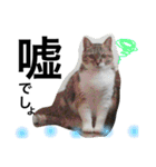 cat cat cat cute 6cats（個別スタンプ：7）