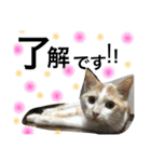 cat cat cat cute 6cats（個別スタンプ：10）