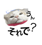 cat cat cat cute 6cats（個別スタンプ：13）