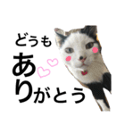 cat cat cat cute 6cats（個別スタンプ：14）