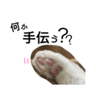 cat cat cat cute 6cats（個別スタンプ：15）