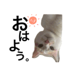 cat cat cat cute 6cats（個別スタンプ：16）
